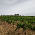 Img 20240627 175820 | RECICLADOS DE ESCOMBROS EL RANCHO SL